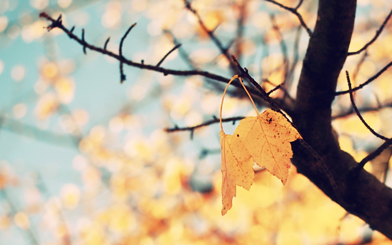 vulnerability, autumn collection, branch, natural condition, maple leaf, selective, sky, photography, sunlight, yellow, tranquility, dry, close-up, daytime