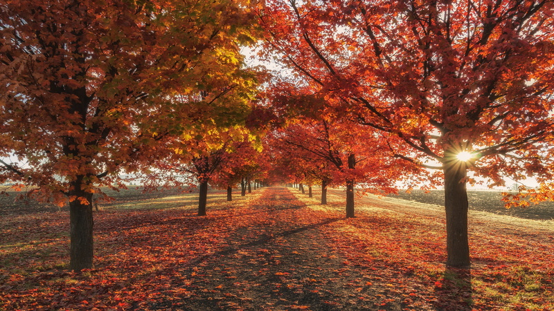 tree lane, red leaves, autumn landscape, autumn, autumn trees, autumn colors, 4K