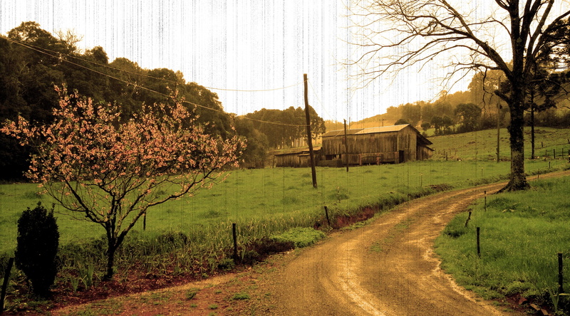 petaled, transportation, outdoors, diminishing perspective, the way forward, dirt, direction, dirt road, pink, tranquility, plant, architecture, landscape