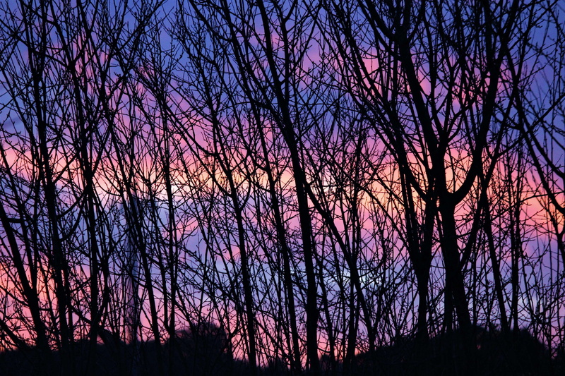 tree, beauty in nature, sky, woodland, foreas, winter, outdoors, beauty, low angle view, tranquility, growth, sunset, purple, silhouette, plant, afternoon