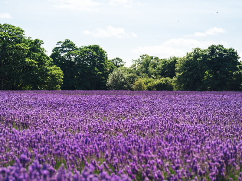 flowerbed, tranquil scene, flower, purple, scenics - nature, no people, tree, sky, green, near, lavender, landscape, freshness, skyline, cloud, lavender field