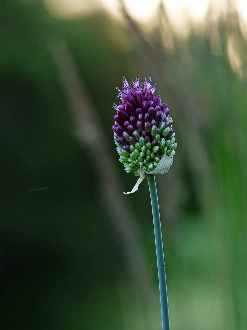 inflorescence, sepal, petal, sun, blue sphere, flower, plants with purple flowers, no people, freshness, flower head, afternoon, bloom, garlic, botany