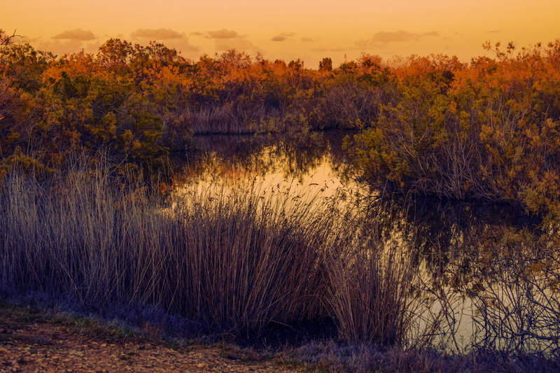 no people, plant, non-urban scene, afternoon, tranquility, lake, sky, reflection, forest, environment, marsh, cyprus, nature, growth, land, idyllic, outdoors