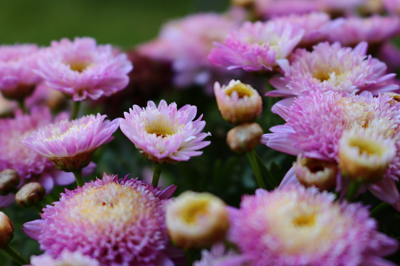 afternoon, australia, petal, plant, pollen, revesby, flower head, pink color, no people, warm, flower, flowering plant, inflorescence, nature, close-up