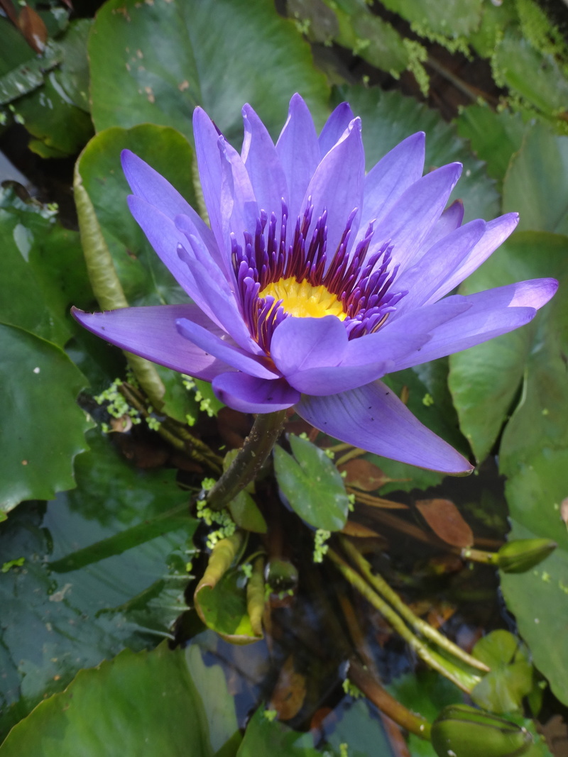 petal, no people, Lotus, pond, Purple, purple nymphaea alba, alba, plant part, Nymphaea Alba, freshness, flowering plant, floating on water, vulnerability