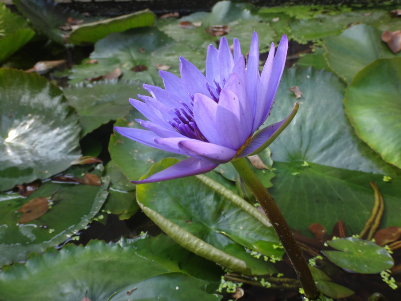 plant, Lotus, water, flower head, flowering plant, Nymphaea Alba, petal, leaves, after the afternoon, purple nymphaea alba, beauty in nature, no people