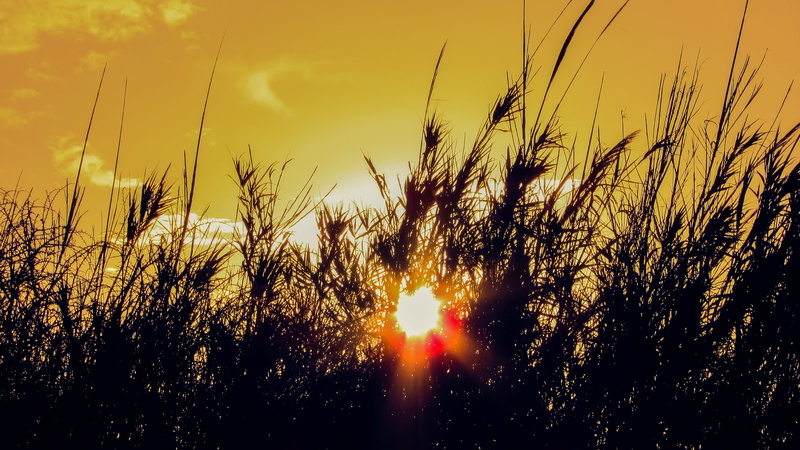 Reeds, sky, tranquility, tranquil scene, orange Color, scenery, nature, 4K, growth, no People, beauty In Nature, grass, cloud - sky, plant, meadow, silhouette