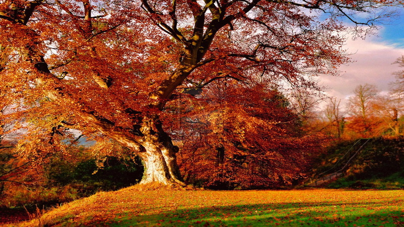 1080P, 3d and abstra, autumnal, leaves, autumn, fields, sunshine, sunset, trees, afternoon, orange, seasons, colors