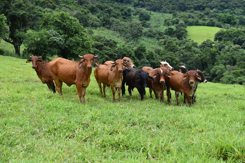 pets, group of animals, animal themes, domestic, grass, outdoors, photography, domestic animals, pastejar, hill, 5K, Boi, cattles, green, landscape, angle