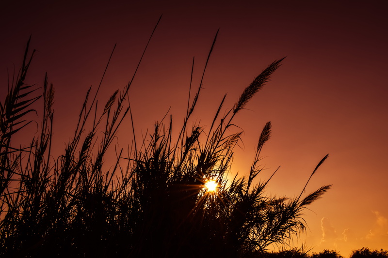 silhouette, evening, land, dark, afternoon, tranquil scene, sky, sunlight, sun, tranquility, grass, plant, beauty in nature, growth, scenery, scenics - nature