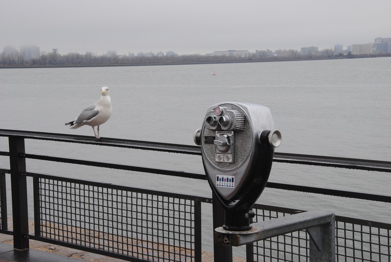 railing, holiday, tour, coast, beach, gull, seagull, connection, gulls, port, perching, summer, vertebrate, balustrade, day, one animal, river, ausschau