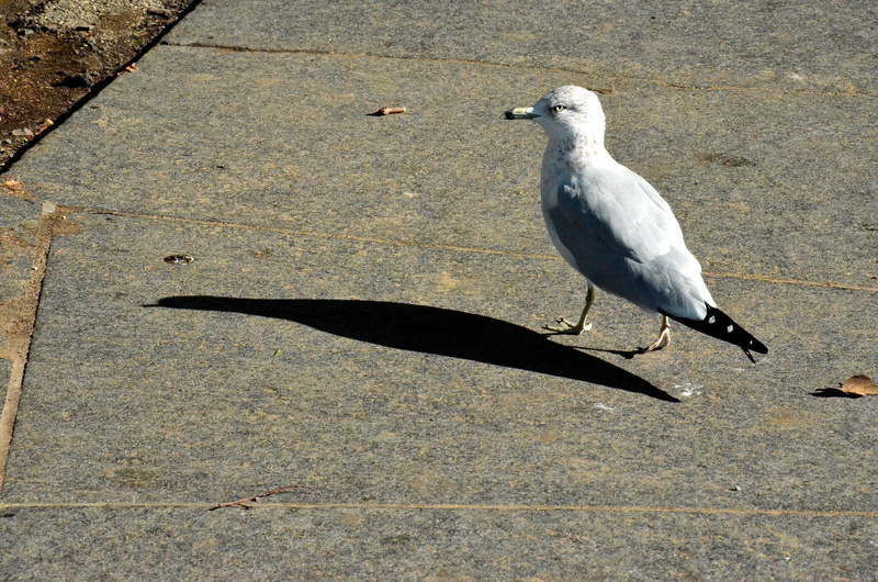 animals in the wild, 4K, shadow, nature, ground, sunlight, idyll, perching, high angle view, animal wildlife, bird, seagull, white color, light, animal