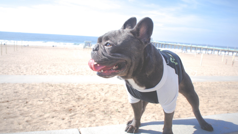 puppy, sunlight, sea, nature, land, beach, californium, dog, standing, animal tongue, summer, day, one animal, animal themes, sand, french bulldog, sunny