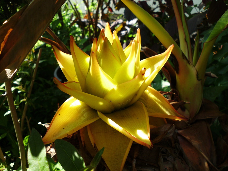 green color, leaf, fragility, flowers, flowering plant, tropics, lasiocarpa, golden, no people, day, vulnerability, golden lotus banana, flower, lotus