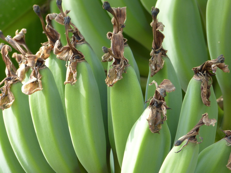 plant part, leaf, banana, Healthy, invertebrate, animal themes, insect, plant, animals in the wild, animal, animal wildlife, 4K, Bananas, close-up, no people