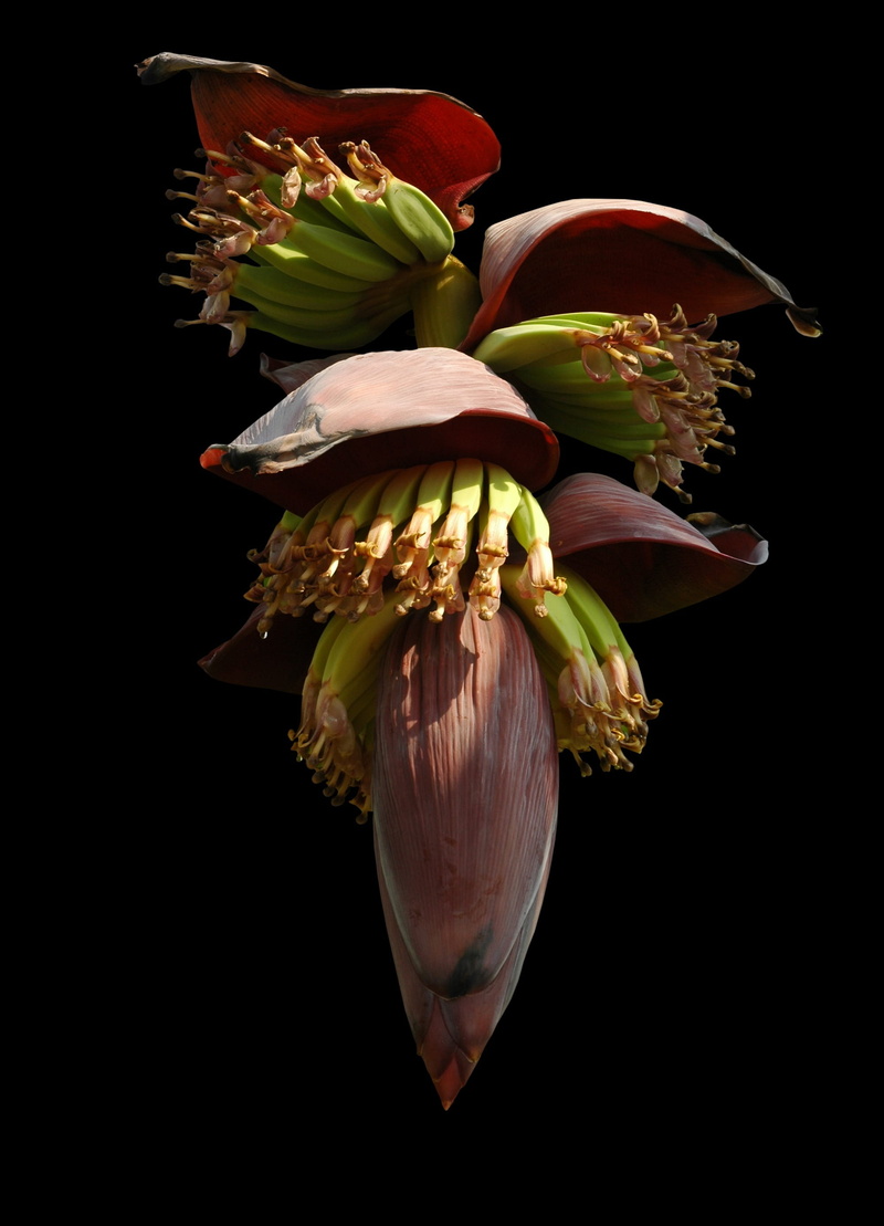 photo, nature, flower head, 2K, shrub, vulnerability, beauty in nature, plant, flower, no people, flowering plant, indoors, fragility, small bananas, freshness