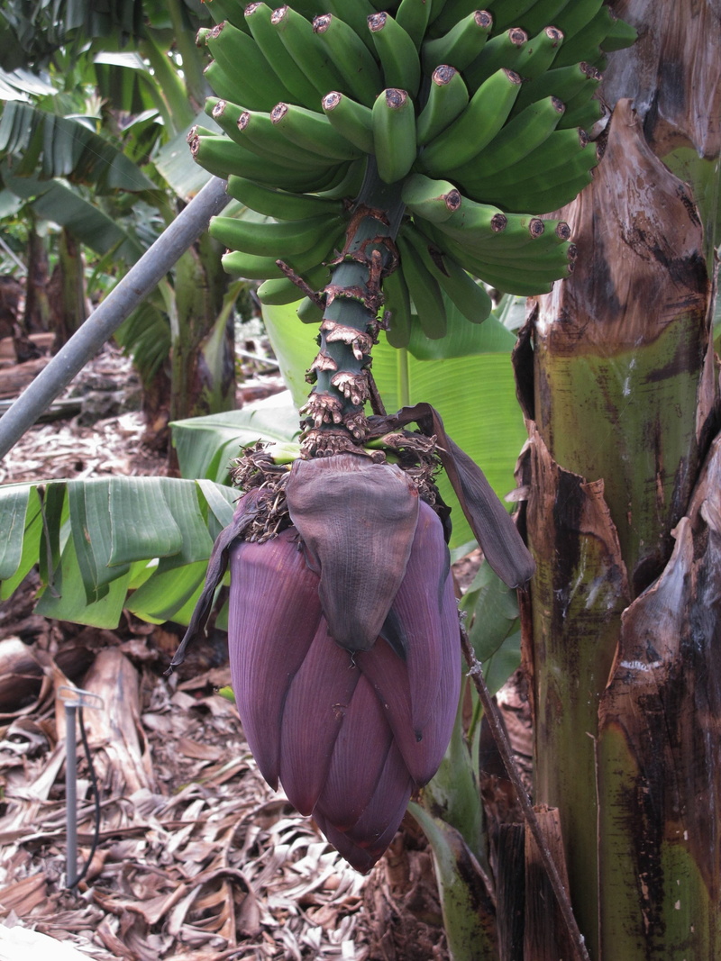 healthy eating, beauty in nature, la palma, food, banana tree, fruit, plant part, freshness, tree, nature, day, banana shrub, ripe, growth, plant, no people