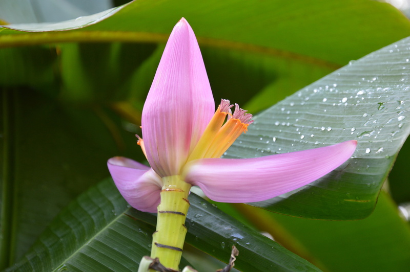 softness, purple, flowering plant, inflorescence, water lily, pink color, banana, leaves, pond, water, vulnerability, flower, leaf, springtime, pollen