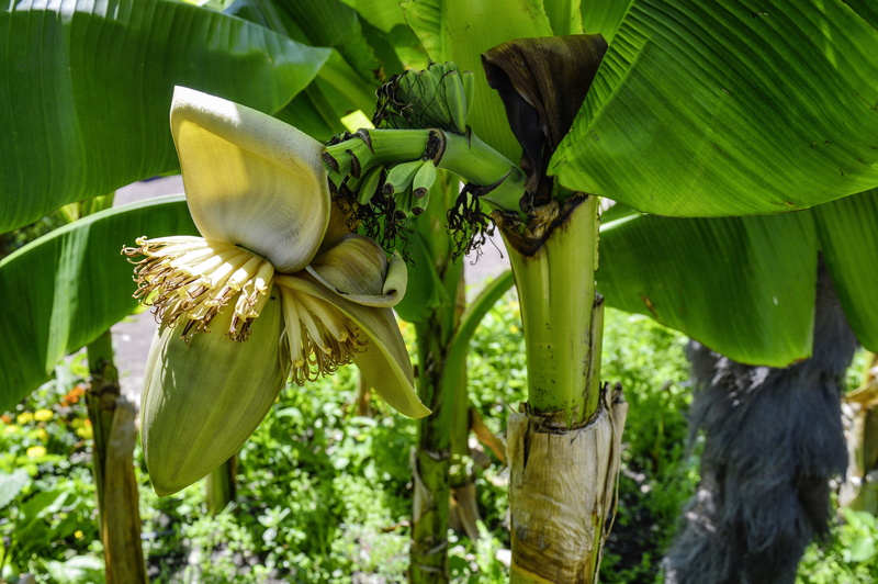 healthy eating, beauty in nature, banana plant, no people, plant part, outdoors, banana flower, food and drink, leaves, nature, fiber banana, plant, growth