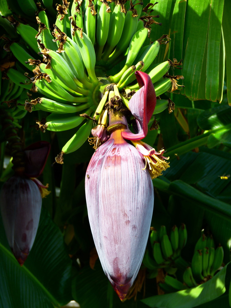 banana flower, healthy, plant, vulnerability, fragility, animals in the wild, 4K, freshness, day, beauty in nature, leaf, growth, banana tree, bloom, nature