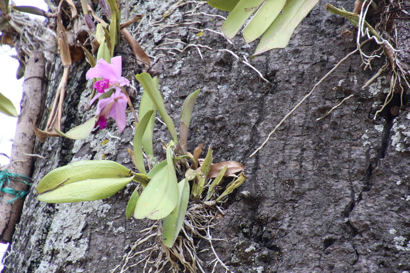 tree bark, no people, orchid, beauty in nature, plant, day, close-up, tree, purple, nature, flower, leaf, land, 4K, growth, freshness, banana, petal, plant part