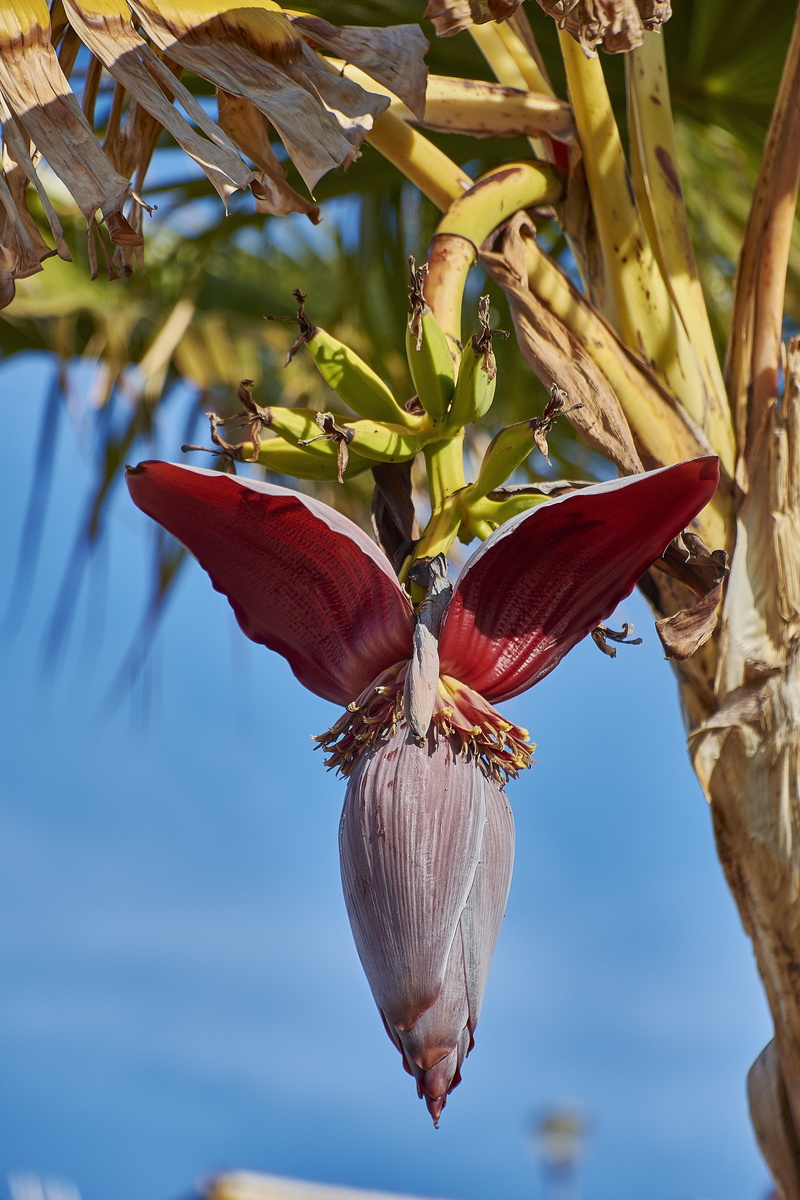 flowering plant, food, hanging, healthy eating, beauty in nature, vulnerability, petal, no people, flower, close-up, beautiful, flowering, leaf, focus on foreground