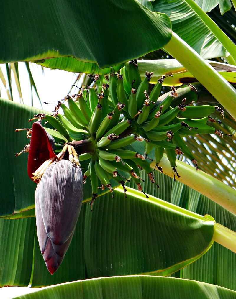 nature, india, green, palm tree, leaves, Plantain, beauty in nature, flowering plant, green color, Fruits, freshness, leaf, banana leaf, day, plant part