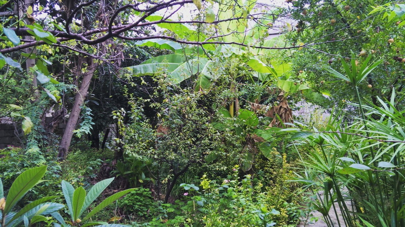 lush foliage, tranquility, planet, outdoors, no people, khomeyran zahedan, green, green color, tranquil scene, freshness, foliage, leaf, day, gilan, nature