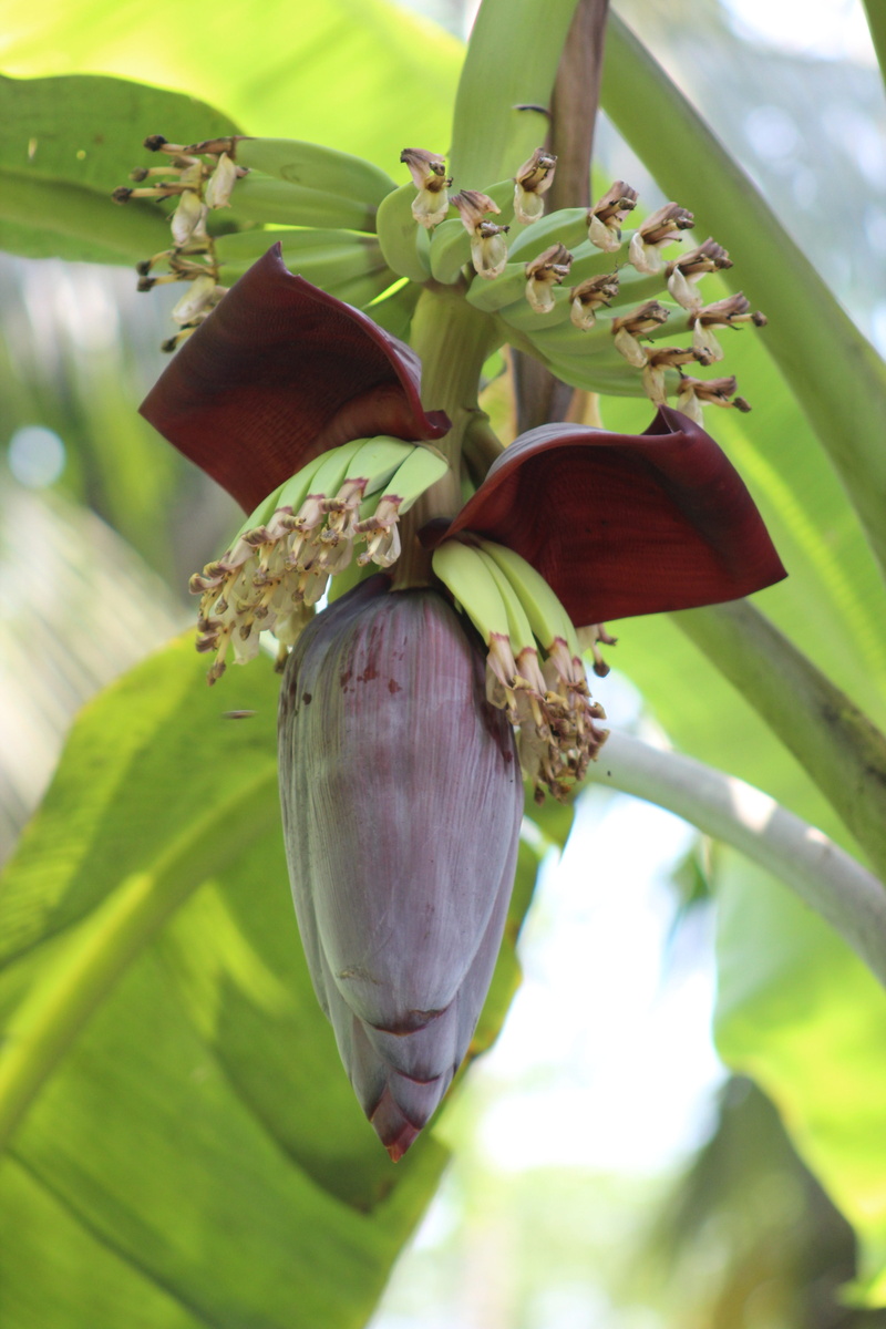 garden, plant part, food and drink, freshness, tropical, focus on foreground, agriculture, farm, fruit, close-up, flora, healthy eating, flowering plant