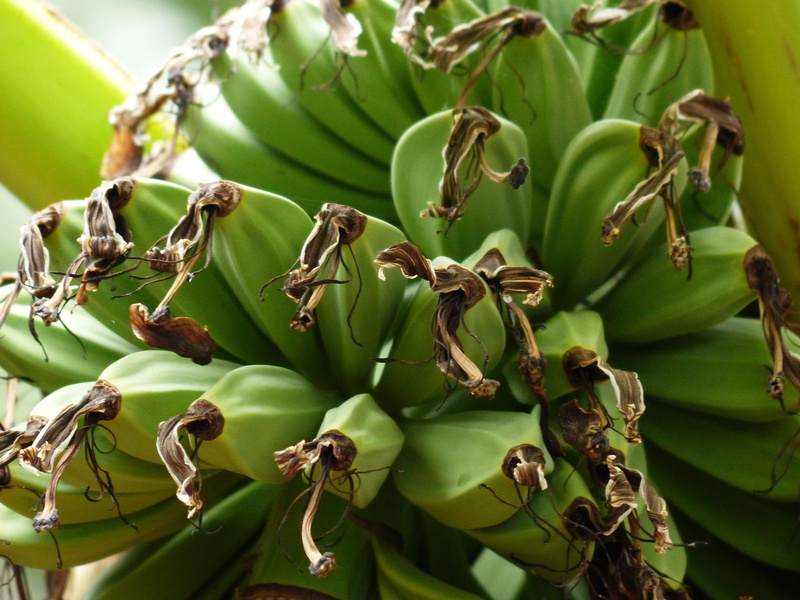 banana plant, 4K, fruits, food, plant, plant part, nature, banana tree, fruit, healthy eating, day, bananas, green color, immature, growth, banana, tropical fruit