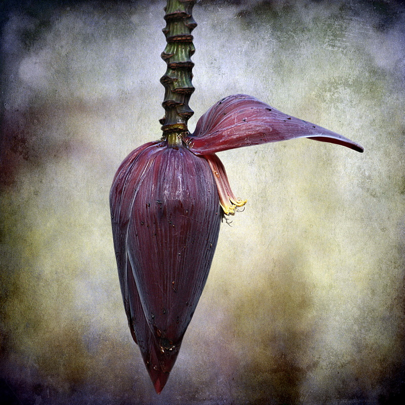 outdoors, flower, Blossom, day, flowering plant, close-up, plant part, nature, 2K, hanging, food, Banana, edible, healthy eating, fruit, vegetable, growth