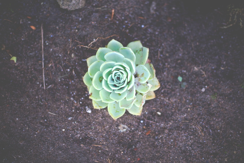 hermosa beach, fragility, beauty in nature, succulent, plant, flower, close-up, day, united states, outdoors, soil, flowering plant, no people, nature