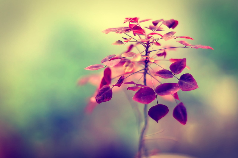 Takumar, selective focus, photography, 1080P, Project 365, plant, purple, focus, leaves, selective, SMC