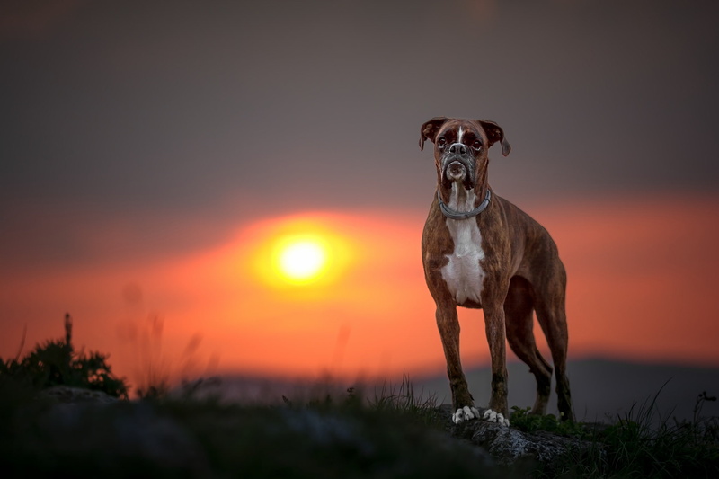 dog, 1080P, Boxer, sunset
