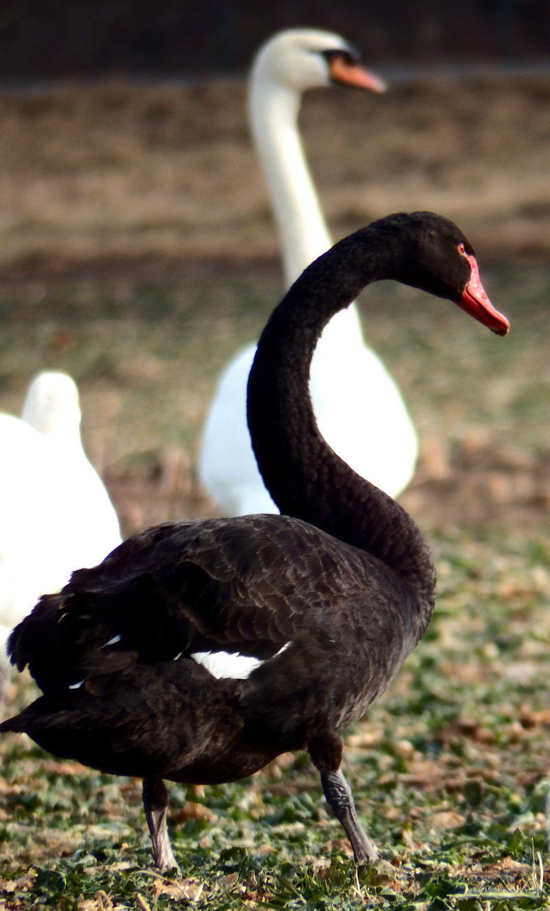 animal body part, swan, focus on foreground, no people, vertebrate, outdoors, lake, black swan, one animal, animal, animals in the wild, water, day, zoology
