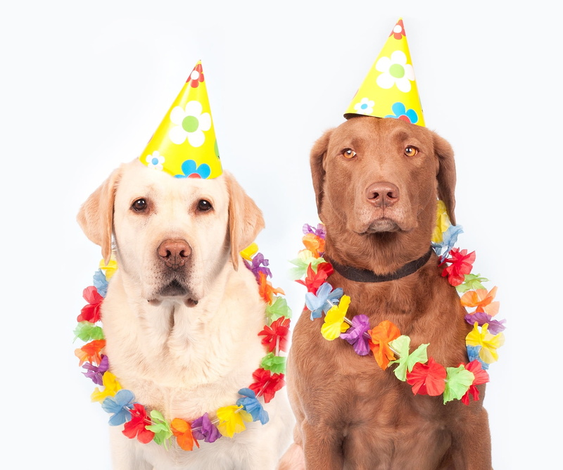 animal, chocolate, clothing, studio shot, carnival, pets, canine, humor, party hat, one, celebration, event, wearing, looking at camera, flag, hat, domestic
