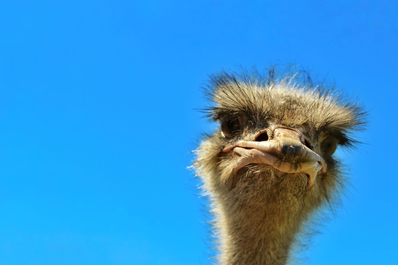 outdoors, funny, one animal, mouth open, greeting card, animal wildlife, close-up, animal eye, animals in the wild, clear sky, ernst, 5K, no people, feather