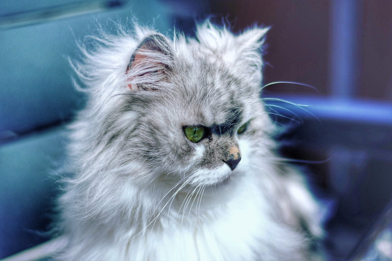 kitten, animal, Fluffy, domestic, ernst, whisker, looking, indoors, maine coon cat, feline, vertebrate, animal hair, animal themes, domestic animals, animal body part