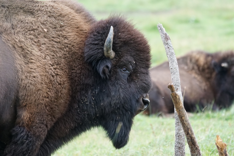no people, outdoors, herbivorous, animals in the wild, focus on foreground, horned, plant, close-up, 5K, land, nature, domestic animals, animal, mammal
