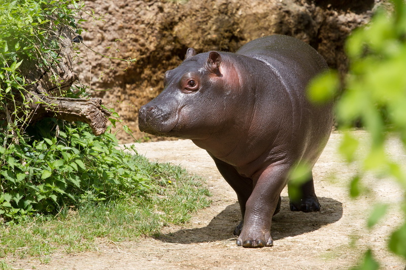 no people, vertebrate, baby, outdoors, one animal, tree, walking, hippo, animal themes, herbivorous, young hippo, plant, animal wildlife, animals in the wild