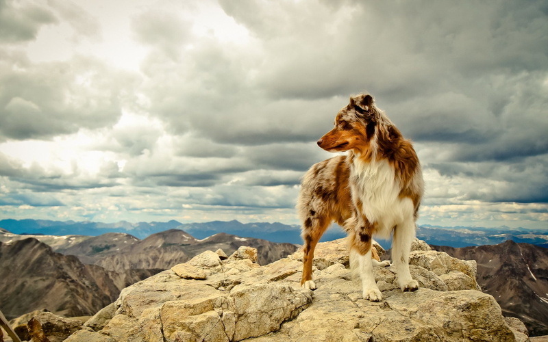 animals, Australian Shepherd, clouds, beige, rock, dog, 1080P, mountains