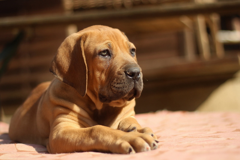 pets, domestic, brown, mammal, purebred dog, pitbull, vertebrate, dog, 4K, mastiff, indoors, puppy, young animal, relaxation, sunlight, animal head, resting