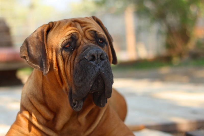animal body part, mammal, canine, day, focus on foreground, pets, animal themes, adult, nature, mastiff, vertebrate, purebred dog, close, domestic, looking