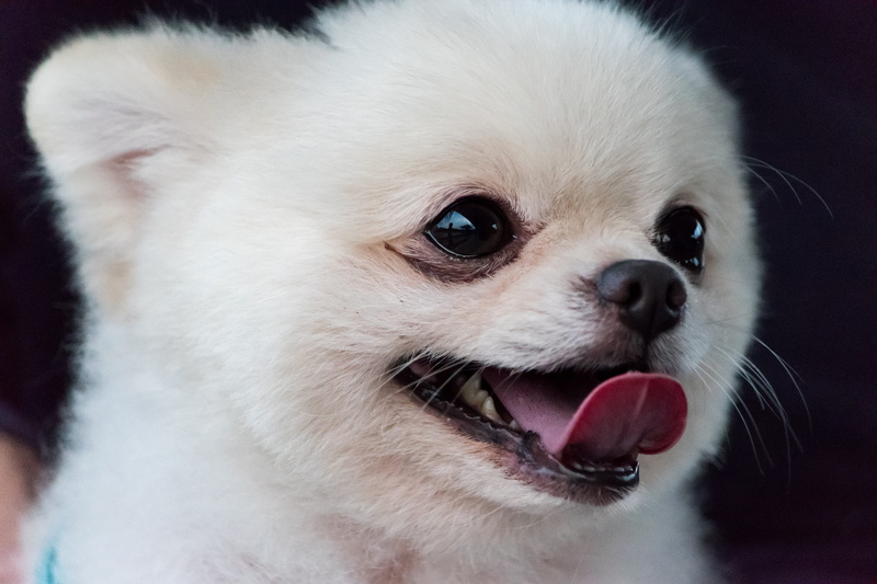 dog, animal tongue, 5K, pomeranian, domestic animals, mammal, whisker, lap dog, small, little, pets, one animal, no people, domestic, animal head, animal mouth