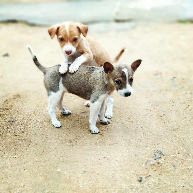 indian dogs, 2K, animal, canine, pet, sand, dog, young, little, day, adorable, land, pets, animal themes, domestic, no people, vertebrate, beach, breed