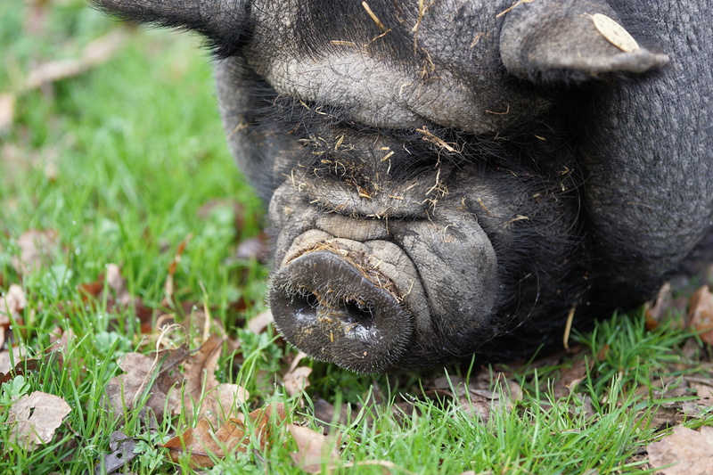 grass, pig, livestock, farm, mammal, thick, day, animal wildlife, relaxation, animal, sow, outdoors, animal themes, portrait, animal head, one animal, 5K