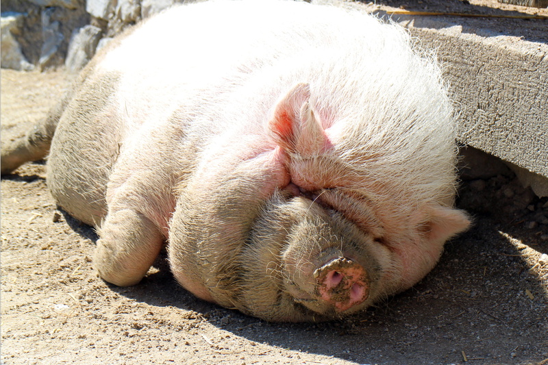 domestic animals, cat, rest, lying down, relax, face, head, mammal, whisker, animal, pets, sleeping, day, lazy, vertebrate, resting, dozing, domestic, one animal