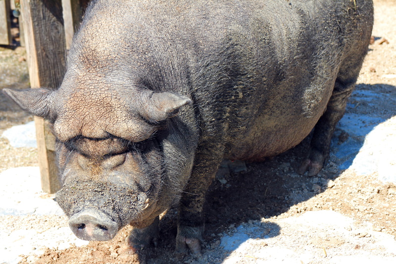sow, land, outdoors, domestic animals, sunlight, zoo, pig, resting, close-up, thick, one animal, no people, animal, animal head, dirty, relaxation, 5K