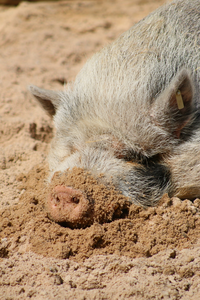 fur, piggy, animal head, little, 5K, farming, Sleeping, vertebrate, domestic animals, fat, cute, one animal, day, nature, agricultural, Sunny, portrait