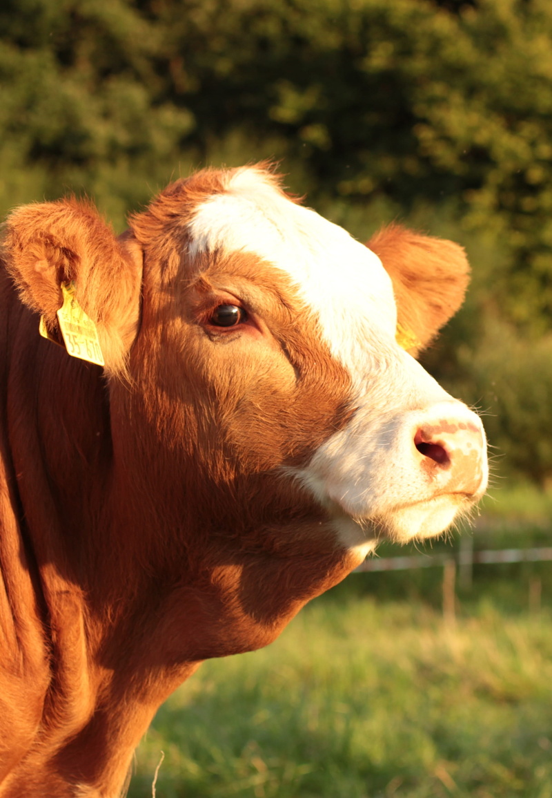 cattle, outdoors, focus on foreground, animal, mammal, animals And Pets, livestock, close-up, field, Calf, day, animal mouth, Summer, herbivorous, domestic animals